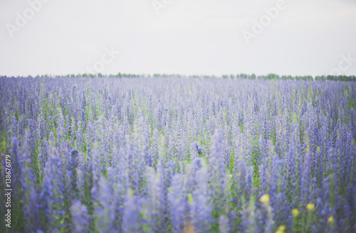 beautiful blue Tower of Jewels flower field
