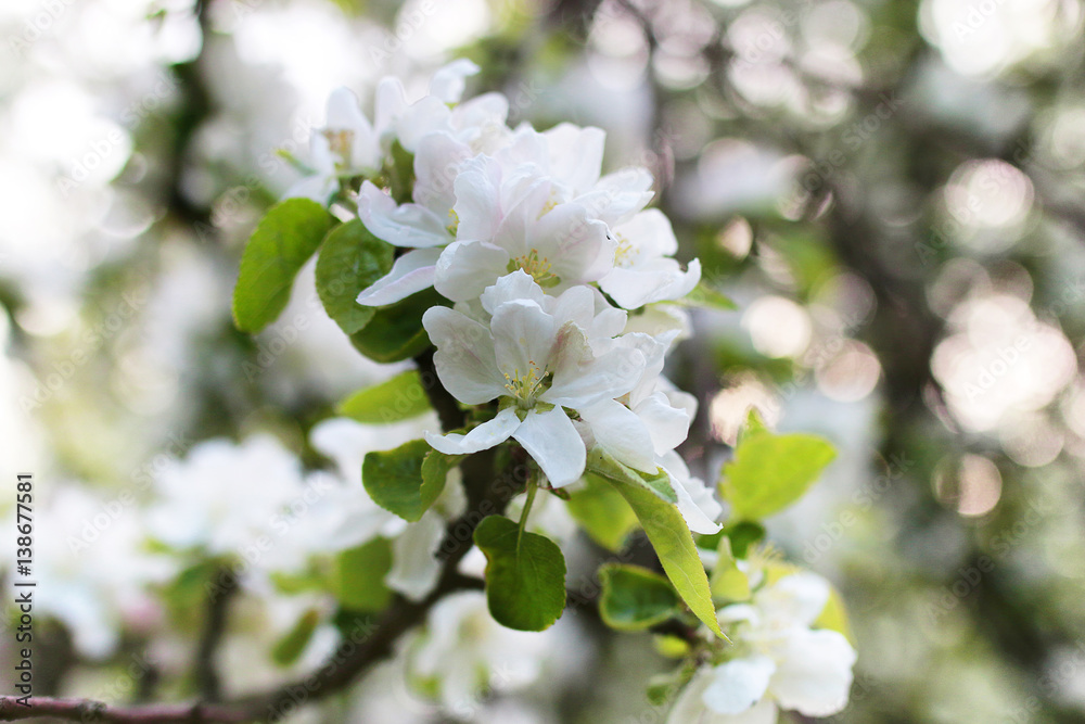 early spring flowering apple tree with bright white flowers early spring flowering apple tree with bright white flowers