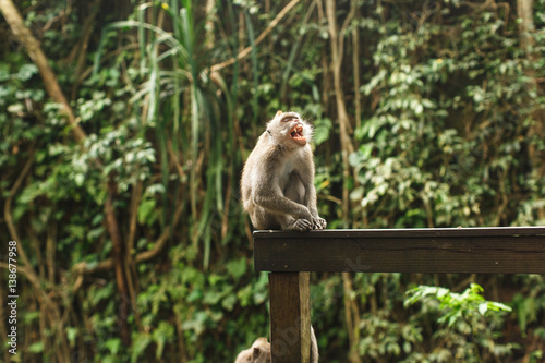 monkey in Asian rainforest © yuliasverdlova