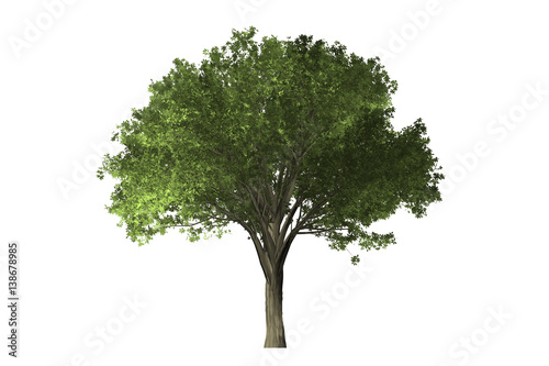 tree on white background with clipping path. 