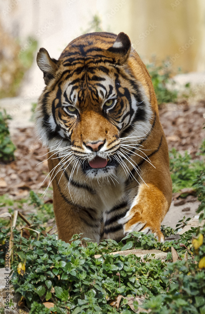 Fototapeta premium Sumatran tiger panthera tigris sumatrae