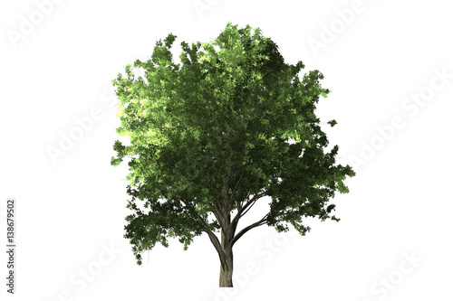 tree on white background with clipping path.  