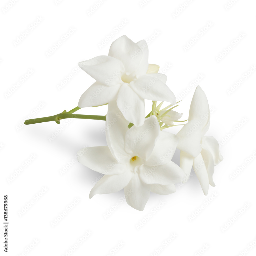 Jasmine flower white background - Download free HD wallpapers