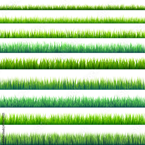 Grass isolated on white set. Green meadow. Nature background. Spring  summer time.