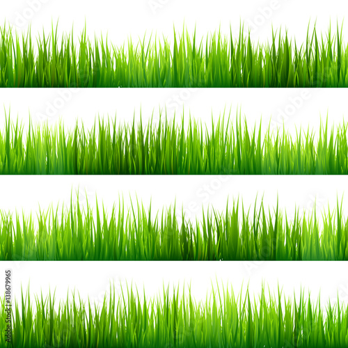 Grass isolated on white set. Green meadow. Nature background. Spring, summer time.
