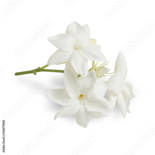 Jasmine flower isolated on white background with clipping path