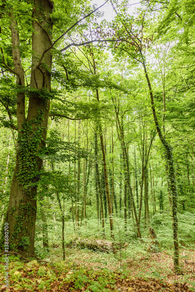 Green forest in salzburg with tall trees, rainy day in spring, austria Green forest in salzburg with tall trees, rainy day in spring, austria