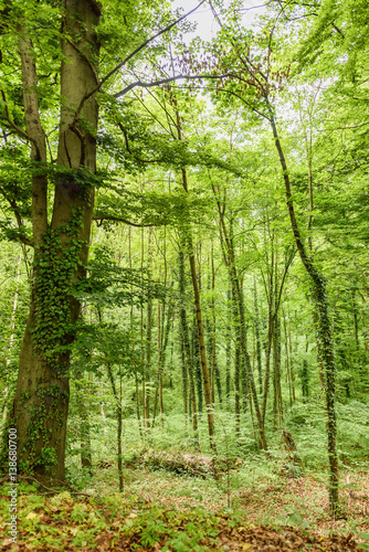 Fototapeta Naklejka Na Ścianę i Meble -  Green forest in salzburg with tall trees, rainy day in spring, austria