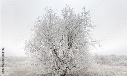 Tree covered with frost and snow in landscape winter