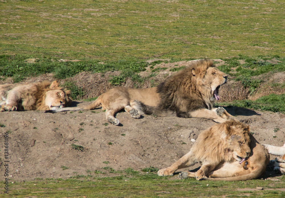 Fototapeta premium Grupo de leones