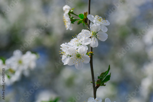 White flowers in blossom on blurred natural background