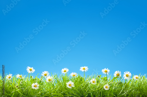 Fotografie Border of Sweet Daisies in Green Grass with Clear Blue Sky