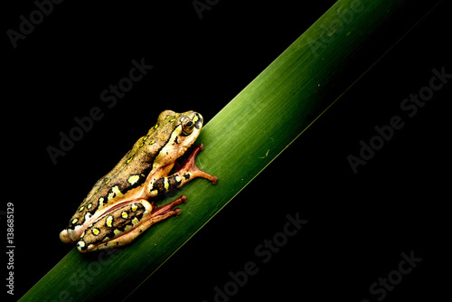 African tree frog