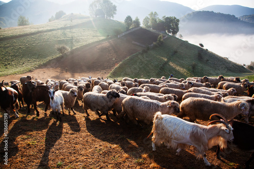 sheep farm in the mountains on foggy spring morning - Apuseni mountains, Transylvania photo