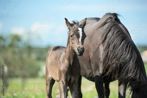  pony foal with mom in the meadow