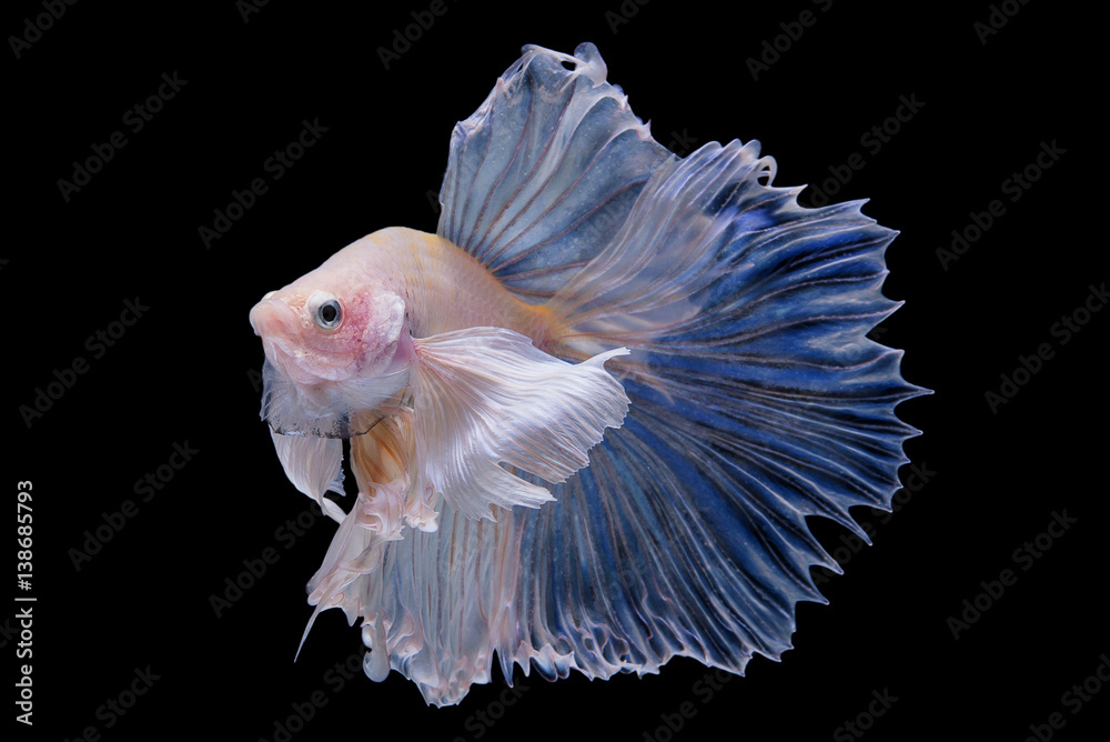 Betta Fish Betta Fish