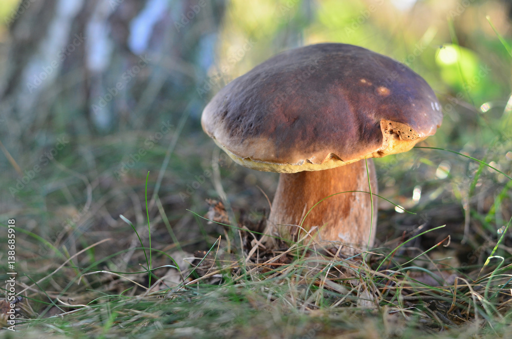 Fototapeta premium Edible mushroom growing in the grass. Cep (Boletus edulis) close-up