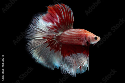 Obraz na płótnie Halfmoon betta fish
