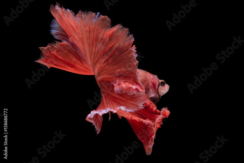 Red Halfmoon Betta