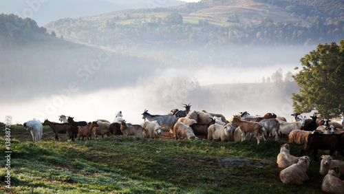 sheep farm in the mountains on foggy spring morning - Apuseni mountains, Transylvania © Melinda Nagy