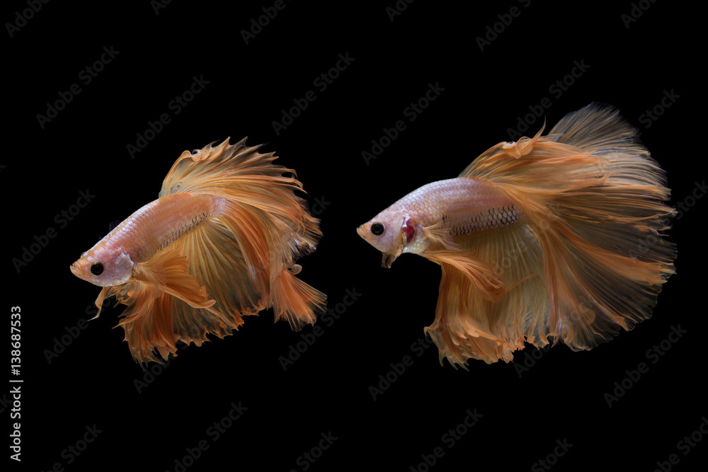 Obraz premium Halfmoon betta fish
