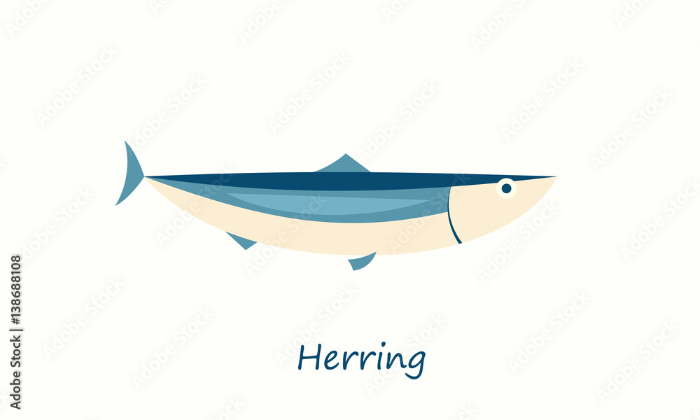 herring fish isolated on white. vector cartoon image