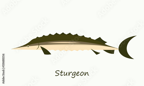 sturgeon fish isolated on white background photo