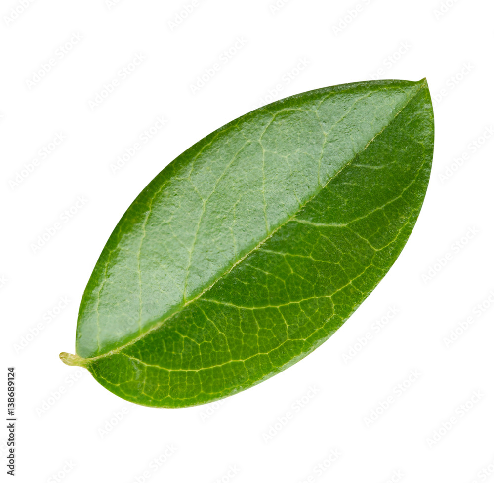 Obraz premium blueberry leaf isolated on white background