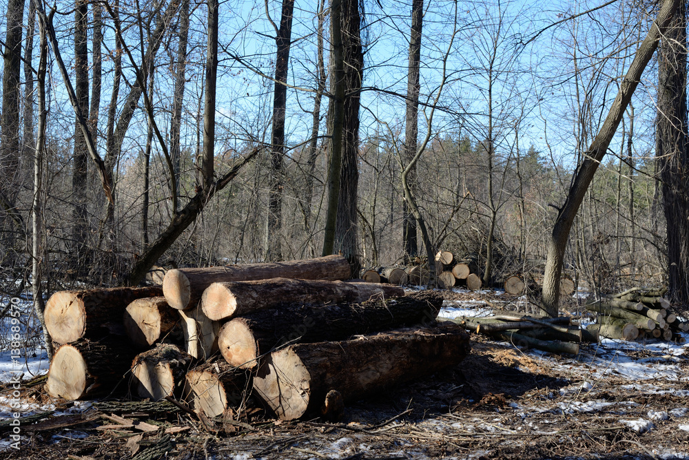 Fototapeta premium Pile of felled oak logs in the forest