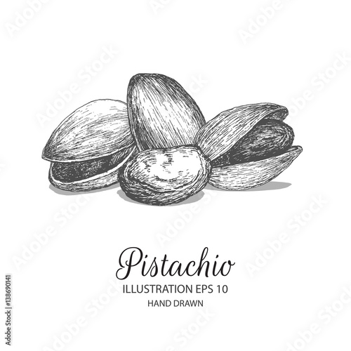 Pistachio hand drawn illustration by ink and pen sketch. Isolated vector elements design for fruit and vegetable products and health care goods.