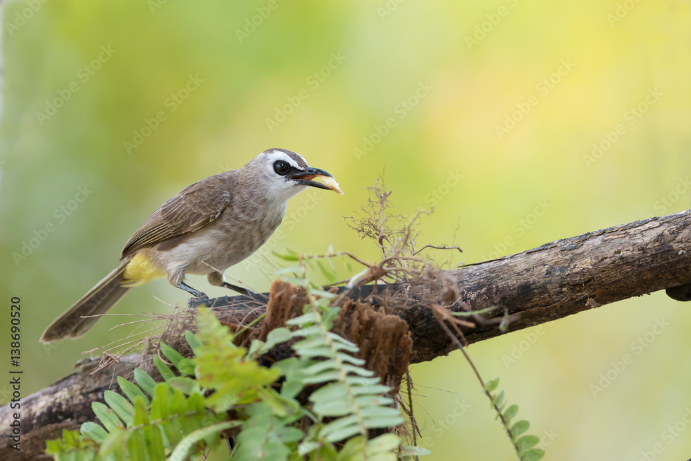 Cute bird perching with fruit in mouth.Bulbul bird,Yellow-vented bulbul ( Pycnonotus goiavier ) eating banana in summer. Cute bird perching with fruit in mouth.Bulbul bird,Yellow-vented bulbul ( Pycnonotus goiavier ) eating banana in summer.