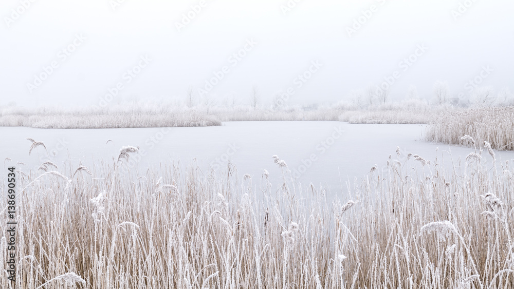 Reed covered with ice against background frozen lake Reed covered with ice against background frozen lake