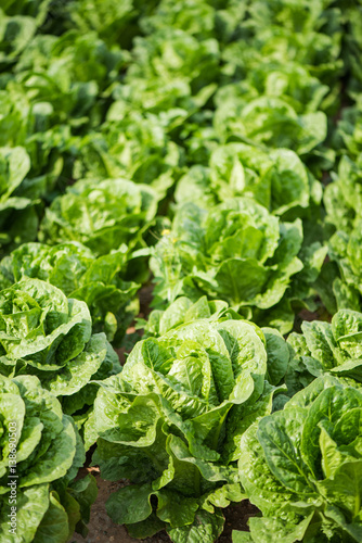 Green vegetables growing in field, farming concept