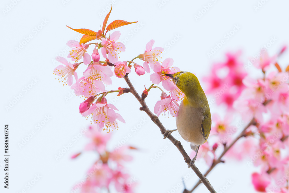 Cute yellow bird perching on sakura flower..Oriental white eye ( Zosterops palpebrosus ) drinking sweet from cherry blossom,morning sunlight.