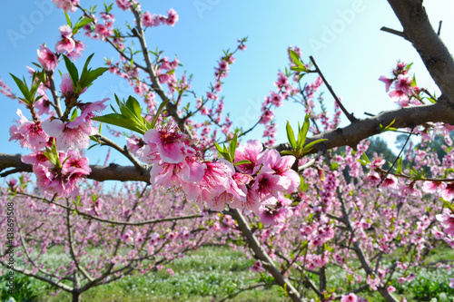 Apricot tree flowers background