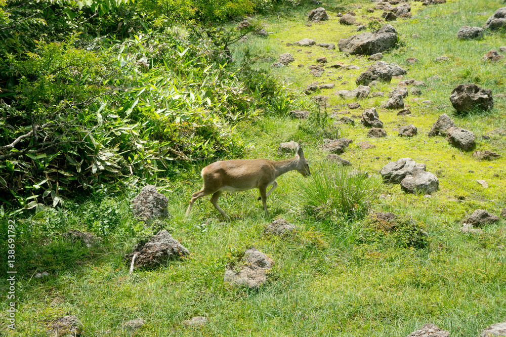deer animal with grass deer animal with grass