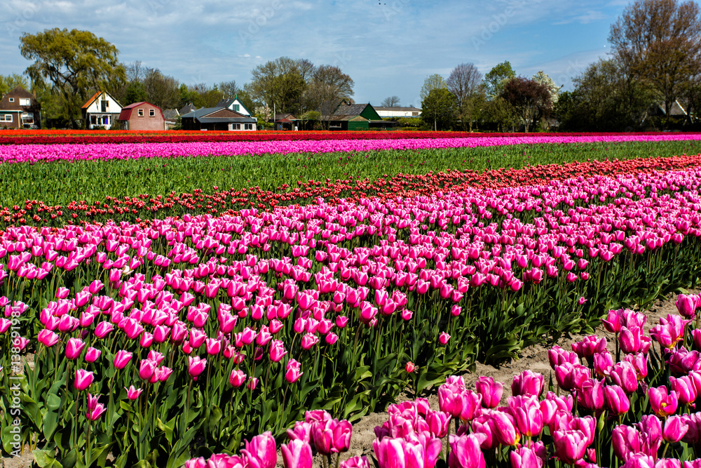 Tulips in the Netherlands