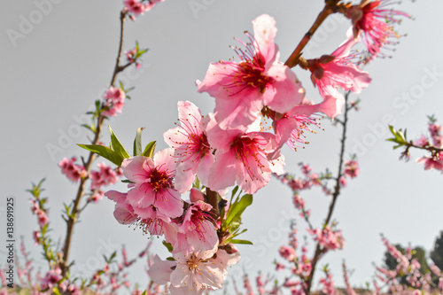 Apricot tree flowers background
