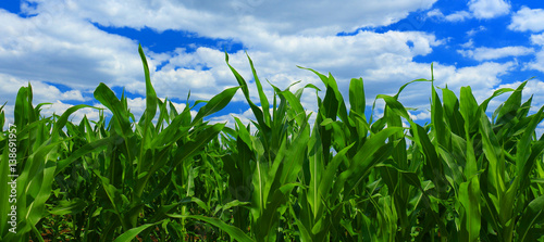 Green corn field