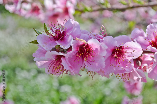 Apricot tree flowers background