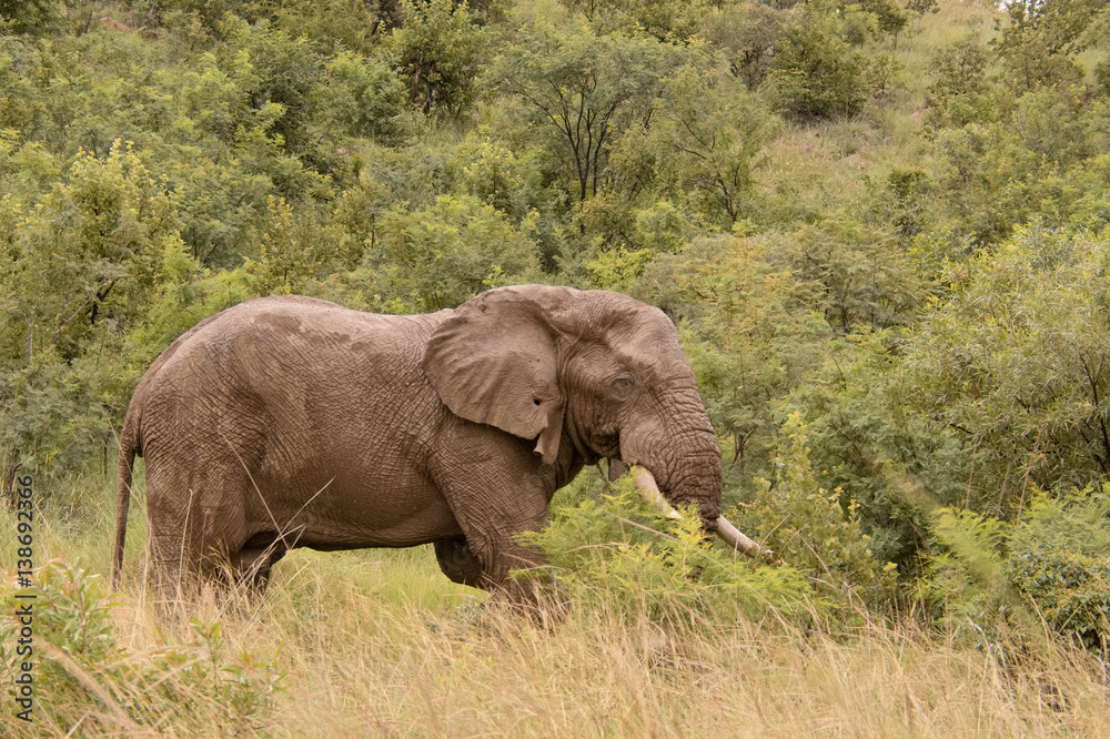 Magnificent African elephant bull moving through the lush vegetation in search of food