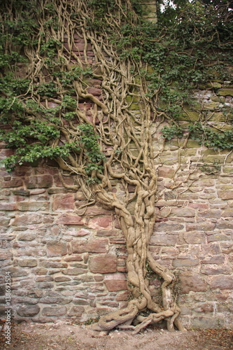 Efeustrauch, der an der Steinmauer in der Ruine Liebeneck, nach oben gewachsen ist. photo