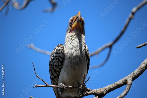 Südafrikanischer Vogel