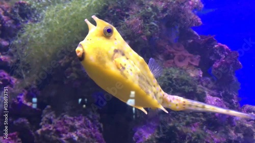 fish swimming in aquarium. yellow fish in the aquarium, on the background of corals photo