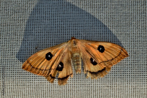 Ein Nagelfleck (Schmetterling) wirft durch die tief stehende Sonne einen langen Schatten auf der Tischdecke (Nahaufnahme) photo