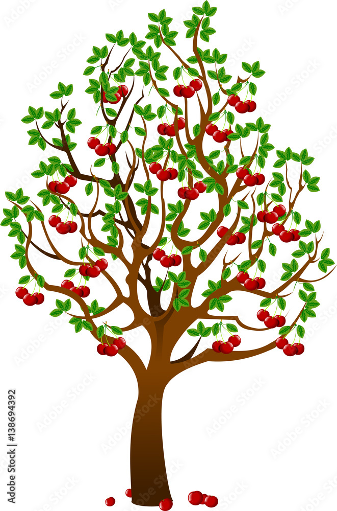 Fototapeta premium Cherry tree