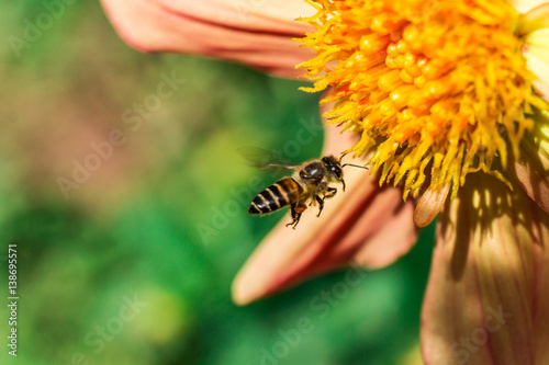 bee