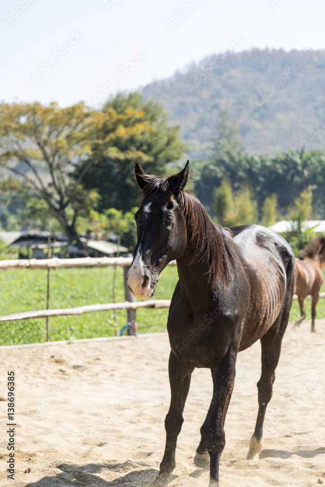 beautiful black horse in farm relaxing in sand Stable beautiful black horse in farm relaxing in sand Stable