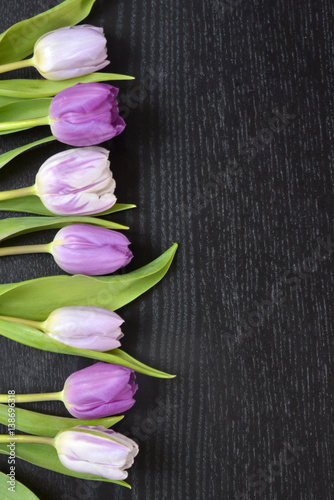 Wooden black background with fresh colourful purple, lilac spring tulips and empty copy space