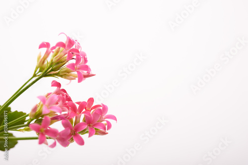 bouquet of pale pink flowers as a background